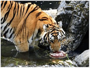 tiger